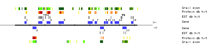 Gene organization of MDA7