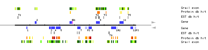 Gene organization of MDC12