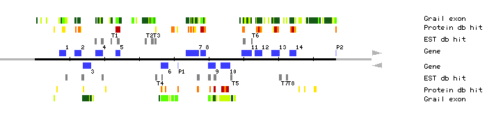 Gene organization of MDF20