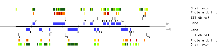 Gene organization of MDH9
