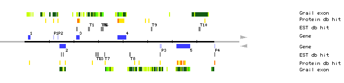 Gene organization of MDJ22