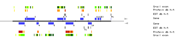 Gene organization of MDK4