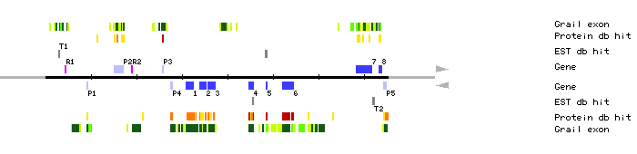 Gene organization of MED24