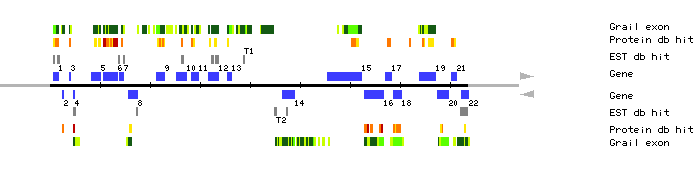 Gene organization of MEE6