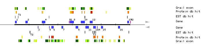 Gene organization of MFB13