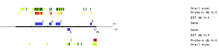 Gene organization of MFO20