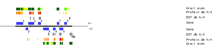 Gene organization of MGI19