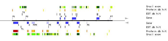 Gene organization of MHF15