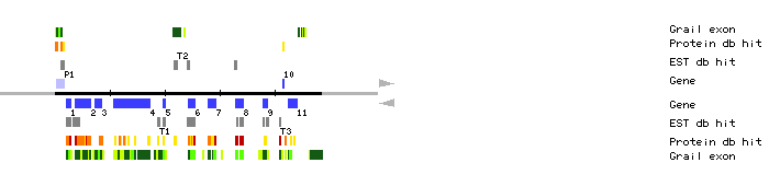 Gene organization of MHJ24