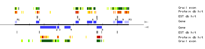 Gene organization of MHK7