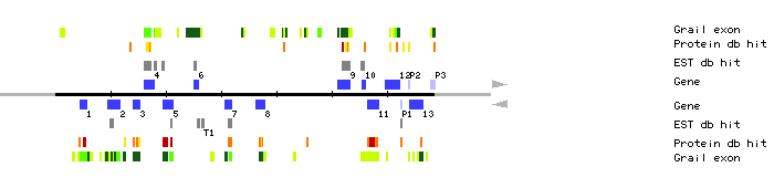 Gene organization of MIJ24