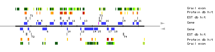 Gene organization of MIK19