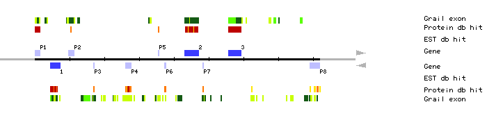 Gene organization of MIK22