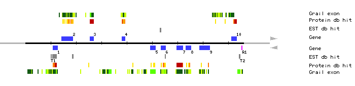 Gene organization of MIO24