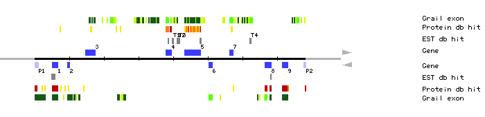 Gene organization of MJB21