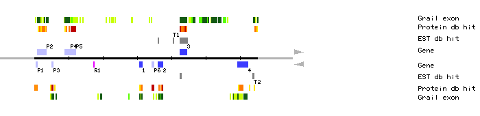 Gene organization of MJE4