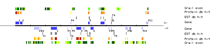 Gene organization of MJJ3
