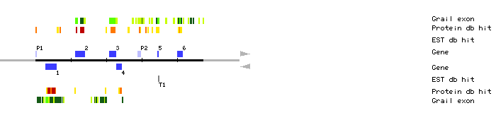 Gene organization of MKD10