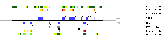 Gene organization of MKD15