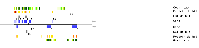 Gene organization of MKM21