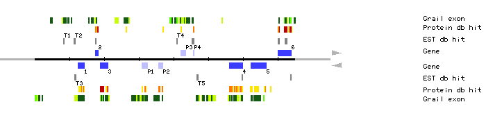 Gene organization of MKP11