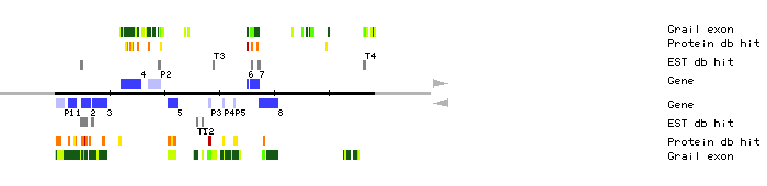 Gene organization of MLE2