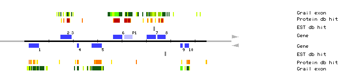 Gene organization of MLF18
