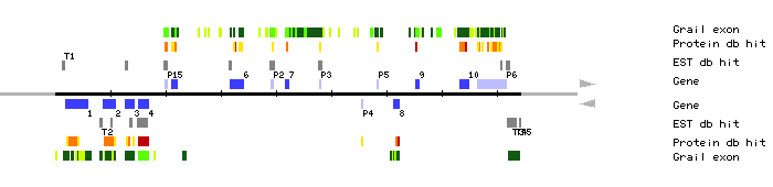 Gene organization of MLN1