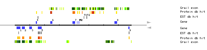 Gene organization of MMG4