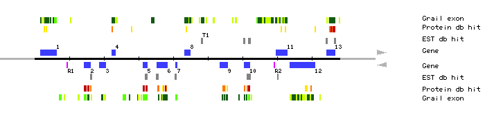 Gene organization of MNA5