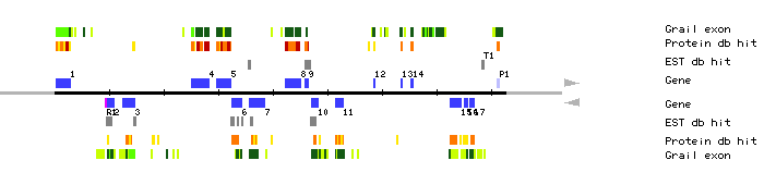 Gene organization of MNC6