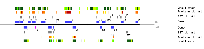 Gene organization of MNF13