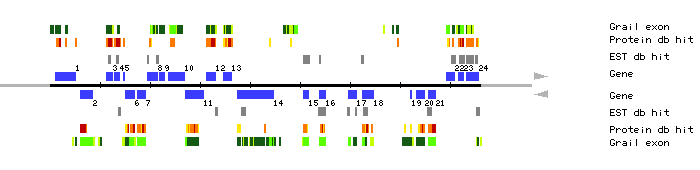 Gene organization of MOJ9