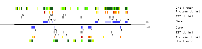 Gene organization of MOK16