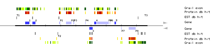 Gene organization of MOK9