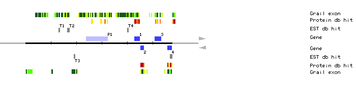 Gene organization of MOP10