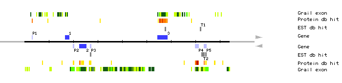 Gene organization of MOP9