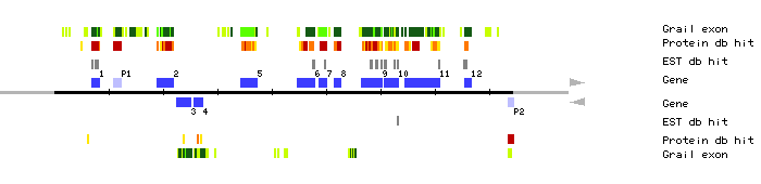 Gene organization of MPA24
