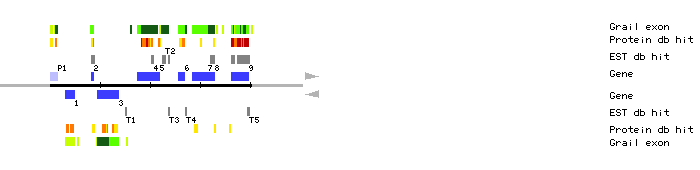 Gene organization of MPI7