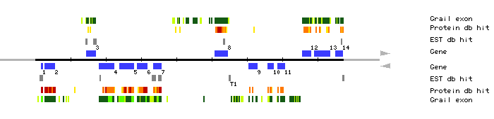Gene organization of MPL12