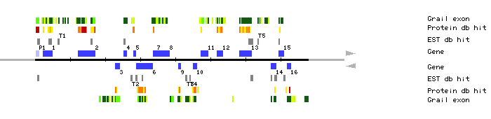 Gene organization of MQB2
