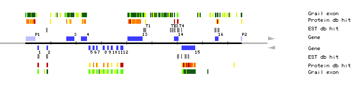 Gene organization of MQD22