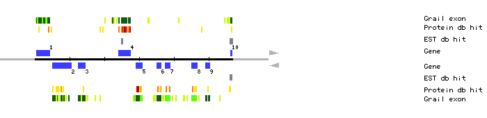 Gene organization of MQJ16