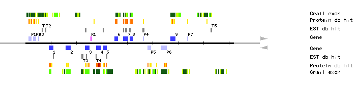 Gene organization of MQK4