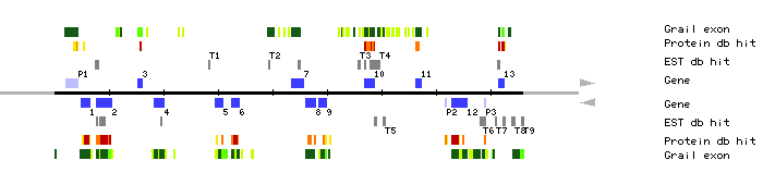 Gene organization of MQN23