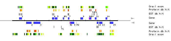 Gene organization of MRA19