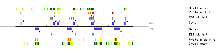 Gene organization of MRB17