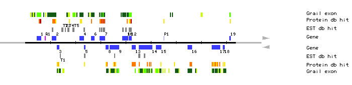 Gene organization of MRG7