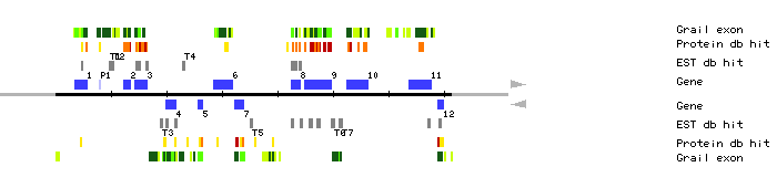 Gene organization of MRH10