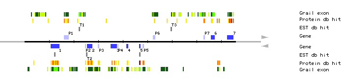 Gene organization of MRN17